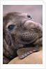 Elephant Seal Resting by Anonymous