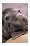 Elephant Seal Resting by Anonymous
