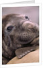 Elephant Seal Resting by Anonymous