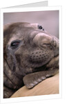 Elephant Seal Resting by Anonymous