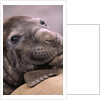 Elephant Seal Resting by Anonymous