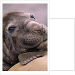 Elephant Seal Resting by Anonymous
