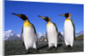 Trio of King Penguins by Anonymous