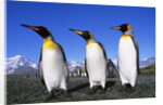 Trio of King Penguins by Anonymous