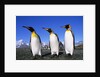 Trio of King Penguins by Anonymous