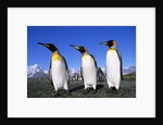 Trio of King Penguins by Anonymous