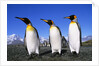 Trio of King Penguins by Anonymous