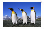 Trio of King Penguins by Anonymous