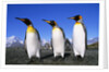 Trio of King Penguins by Anonymous