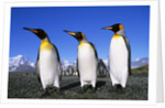 Trio of King Penguins by Anonymous