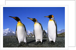 Trio of King Penguins by Anonymous