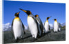 Colony of King Penguins by Anonymous