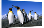Colony of King Penguins by Anonymous