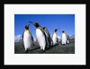 Colony of King Penguins by Anonymous