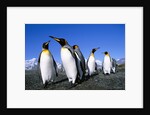 Colony of King Penguins by Anonymous