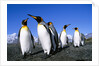 Colony of King Penguins by Anonymous