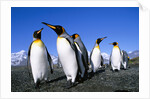 Colony of King Penguins by Anonymous
