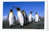 Colony of King Penguins by Anonymous