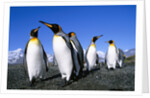 Colony of King Penguins by Anonymous