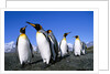 Colony of King Penguins by Anonymous
