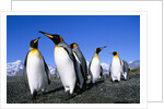 Colony of King Penguins by Anonymous