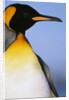 King Penguin by Anonymous