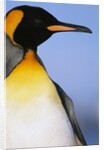 King Penguin by Anonymous