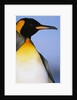 King Penguin by Anonymous