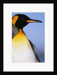 King Penguin by Anonymous