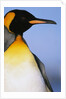 King Penguin by Anonymous