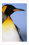 King Penguin by Anonymous