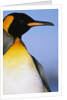 King Penguin by Anonymous