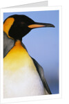 King Penguin by Anonymous