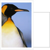 King Penguin by Anonymous