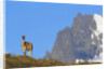Guanaco Standing Near Cerro Paine Grande by Anonymous