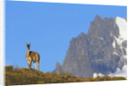 Guanaco Standing Near Cerro Paine Grande by Anonymous