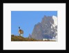 Guanaco Standing Near Cerro Paine Grande by Anonymous