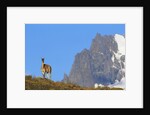 Guanaco Standing Near Cerro Paine Grande by Anonymous