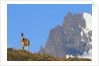 Guanaco Standing Near Cerro Paine Grande by Anonymous