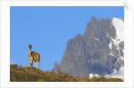 Guanaco Standing Near Cerro Paine Grande by Anonymous
