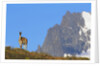 Guanaco Standing Near Cerro Paine Grande by Anonymous