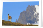 Guanaco Standing Near Cerro Paine Grande by Anonymous