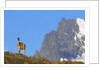 Guanaco Standing Near Cerro Paine Grande by Anonymous