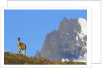 Guanaco Standing Near Cerro Paine Grande by Anonymous