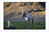Reindeer Standing with Antarctic Fur Seals by Anonymous