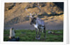 Reindeer Standing with Antarctic Fur Seals by Anonymous