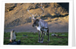 Reindeer Standing with Antarctic Fur Seals by Anonymous