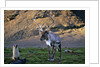 Reindeer Standing with Antarctic Fur Seals by Anonymous