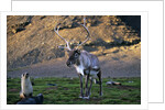 Reindeer Standing with Antarctic Fur Seals by Anonymous