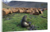 Fur Seal Resting near Rusted Barrels by Anonymous